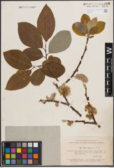 Foto von Salix caprea L.